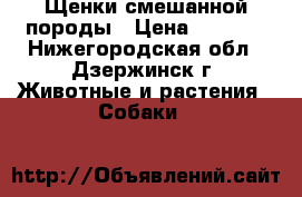 Щенки смешанной породы › Цена ­ 6 500 - Нижегородская обл., Дзержинск г. Животные и растения » Собаки   